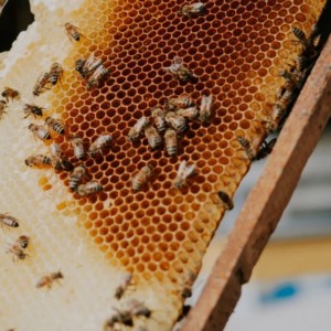 Bees on a honeycomb