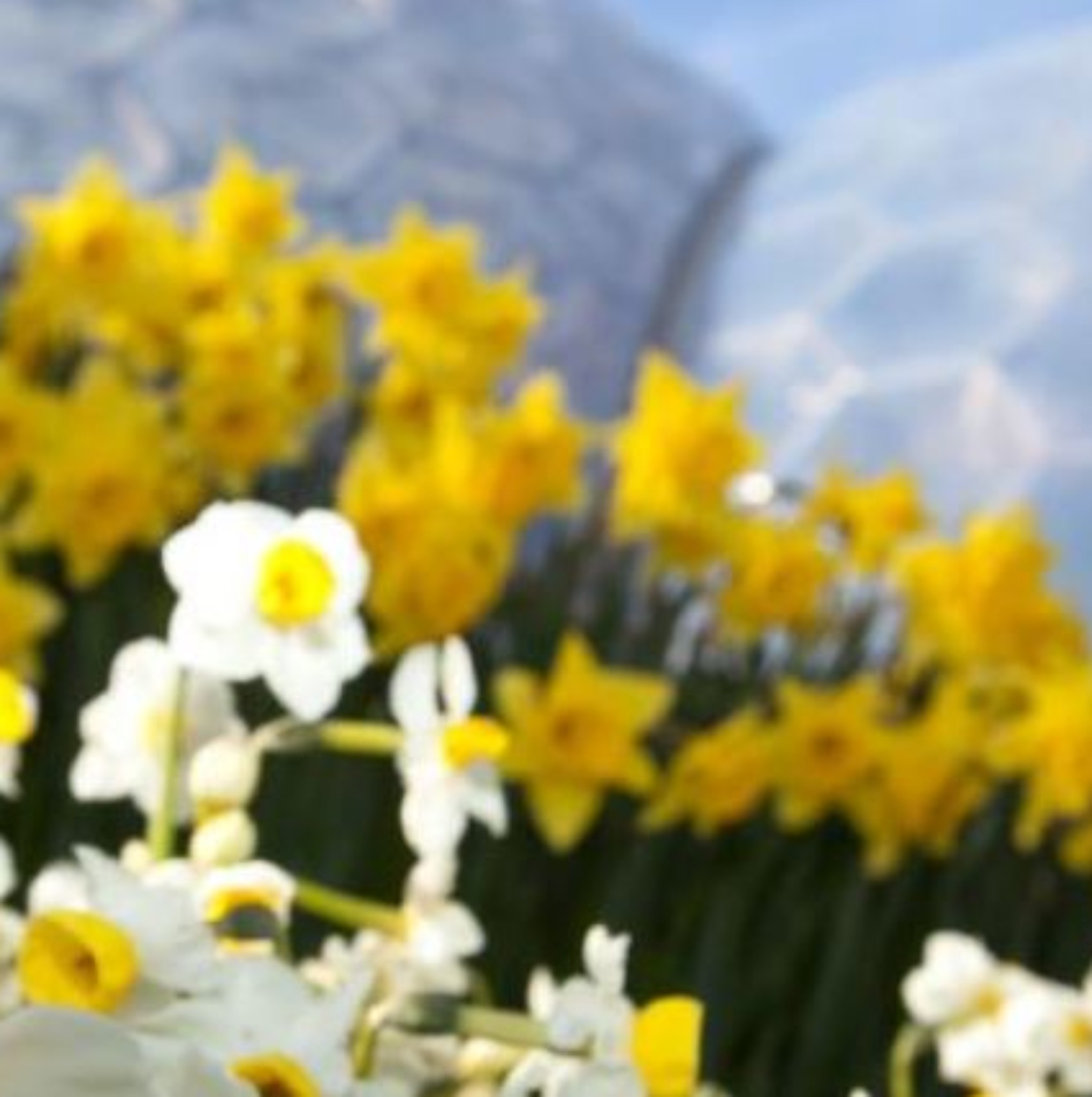 easter-at-eden-springfest-liskeard-visit-18