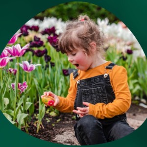 A photograph of a little girl picking up an easter egg. The girl is surrounded by pink and purple tulips 