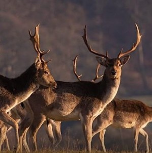 photograph shows some deers crowded together 