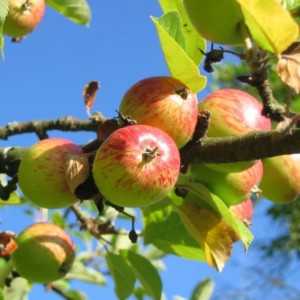 Apples growing on a tree