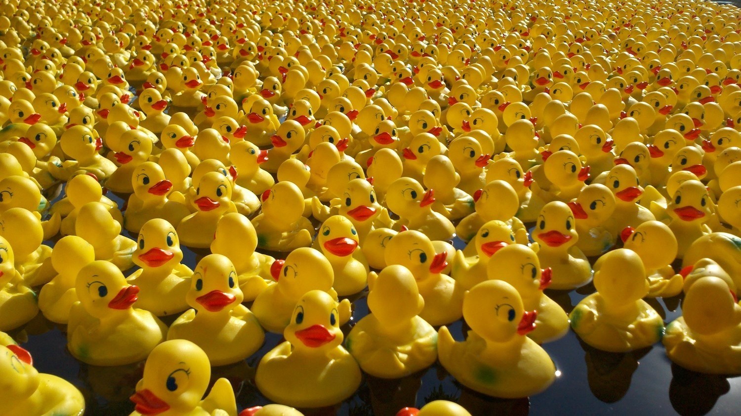 Annual Duck Race at Golitha Falls liskeardvisit 18