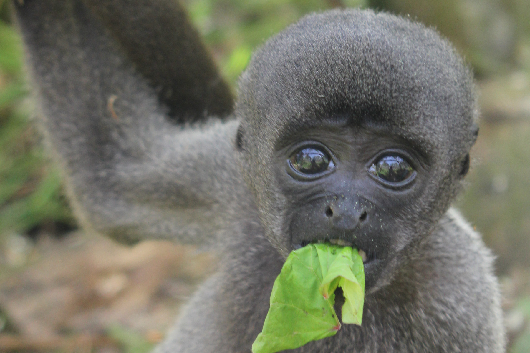 monkey sanctuary wicklow visit